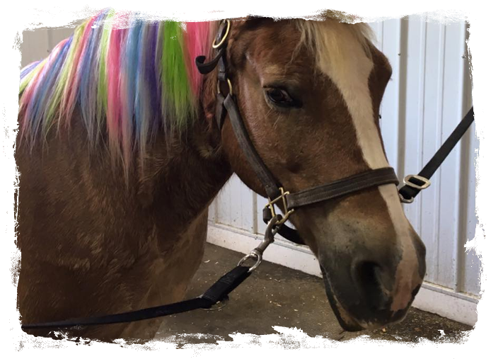 shamrockgrovearabians