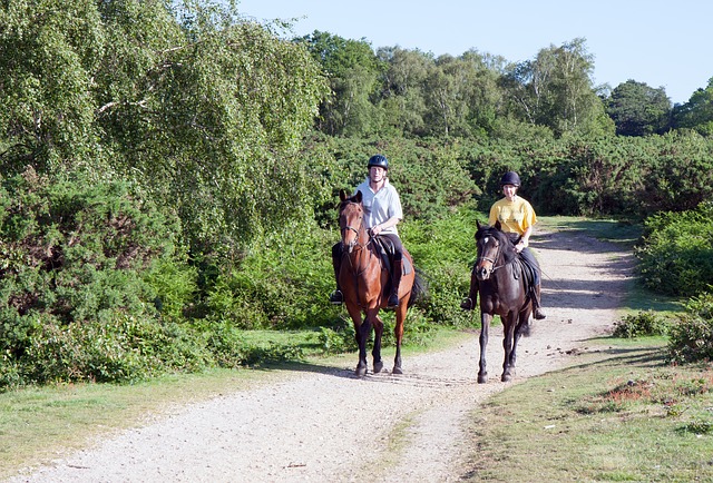 adults horse riding training